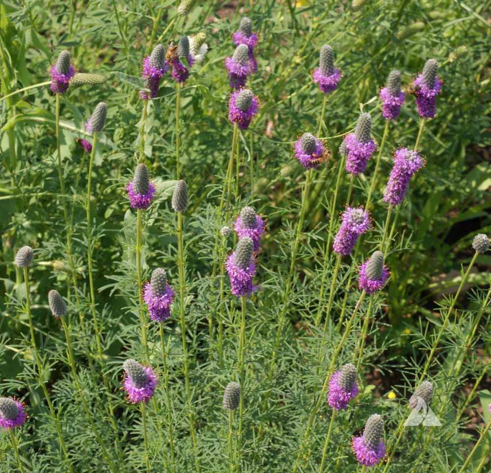 Heirloom Non-GMO Prairie Wildflower Seeds | Native Perennial Mix for Pollinator Gardens - Non-GMO for planting in home garden